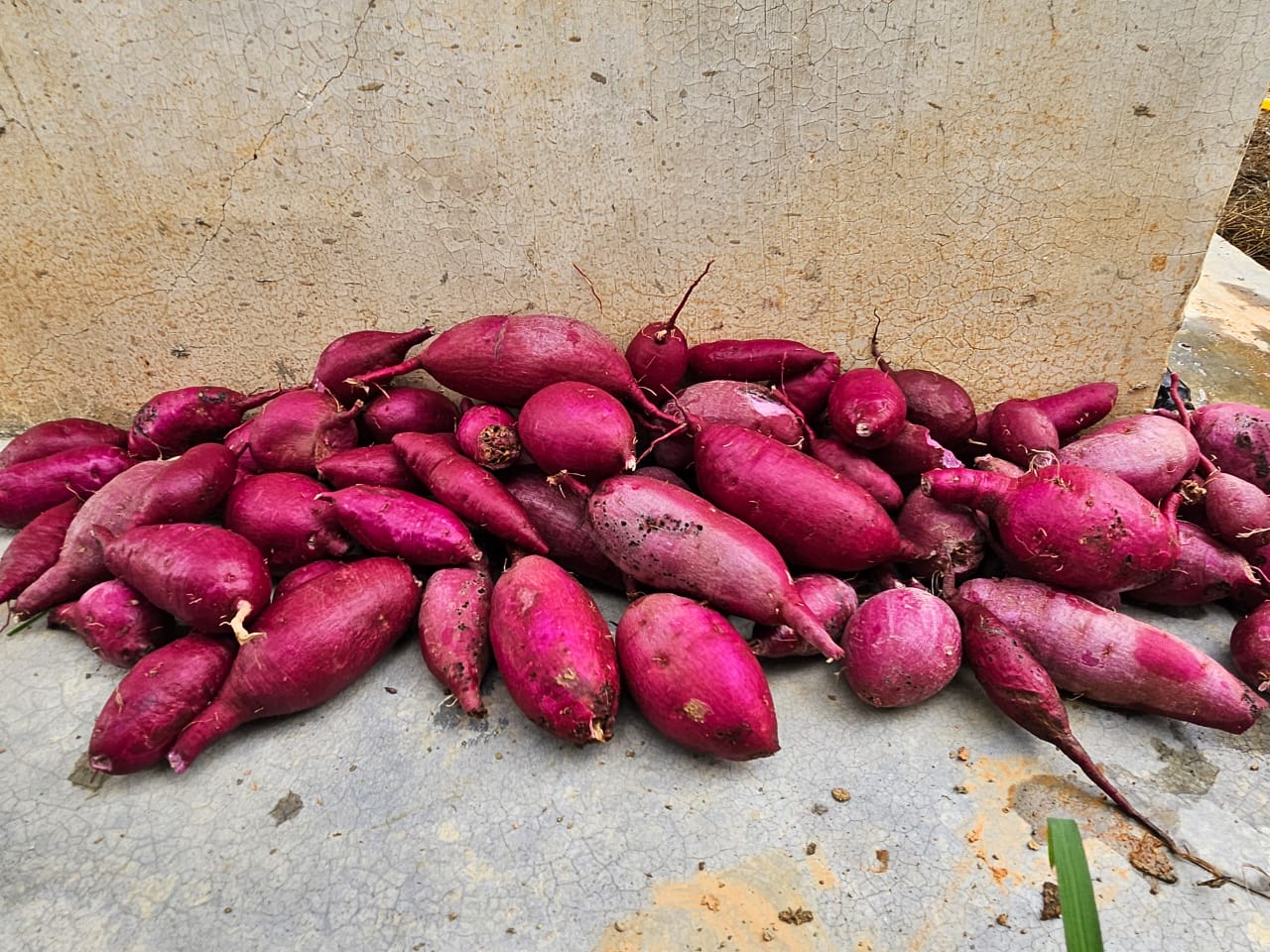 Coconut harvest