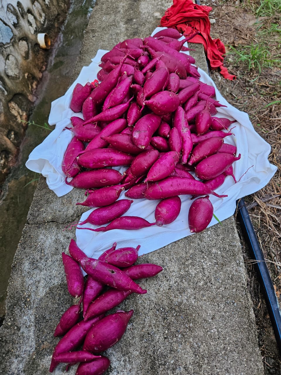 Sweet Potato Harvest