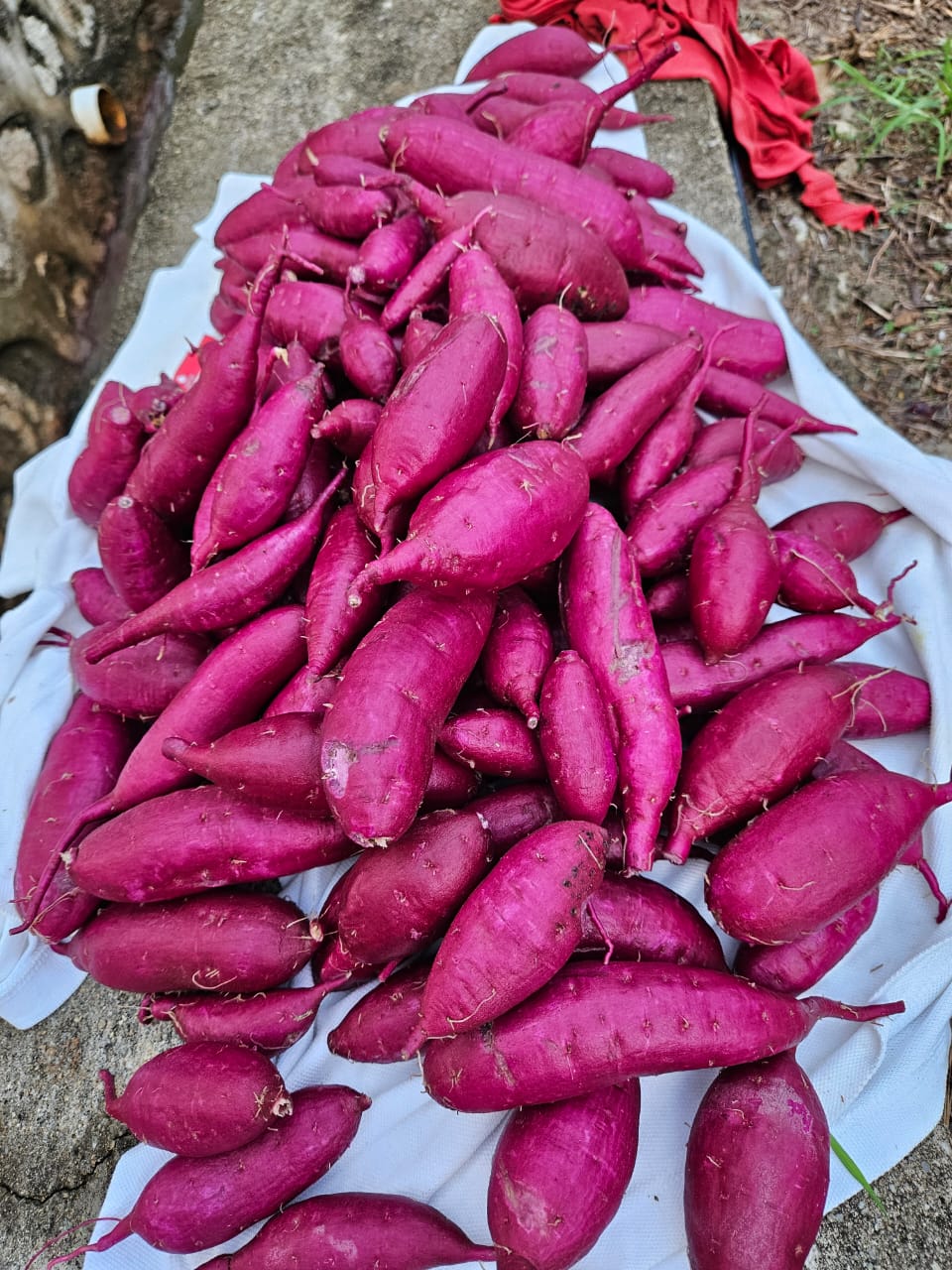 Farm