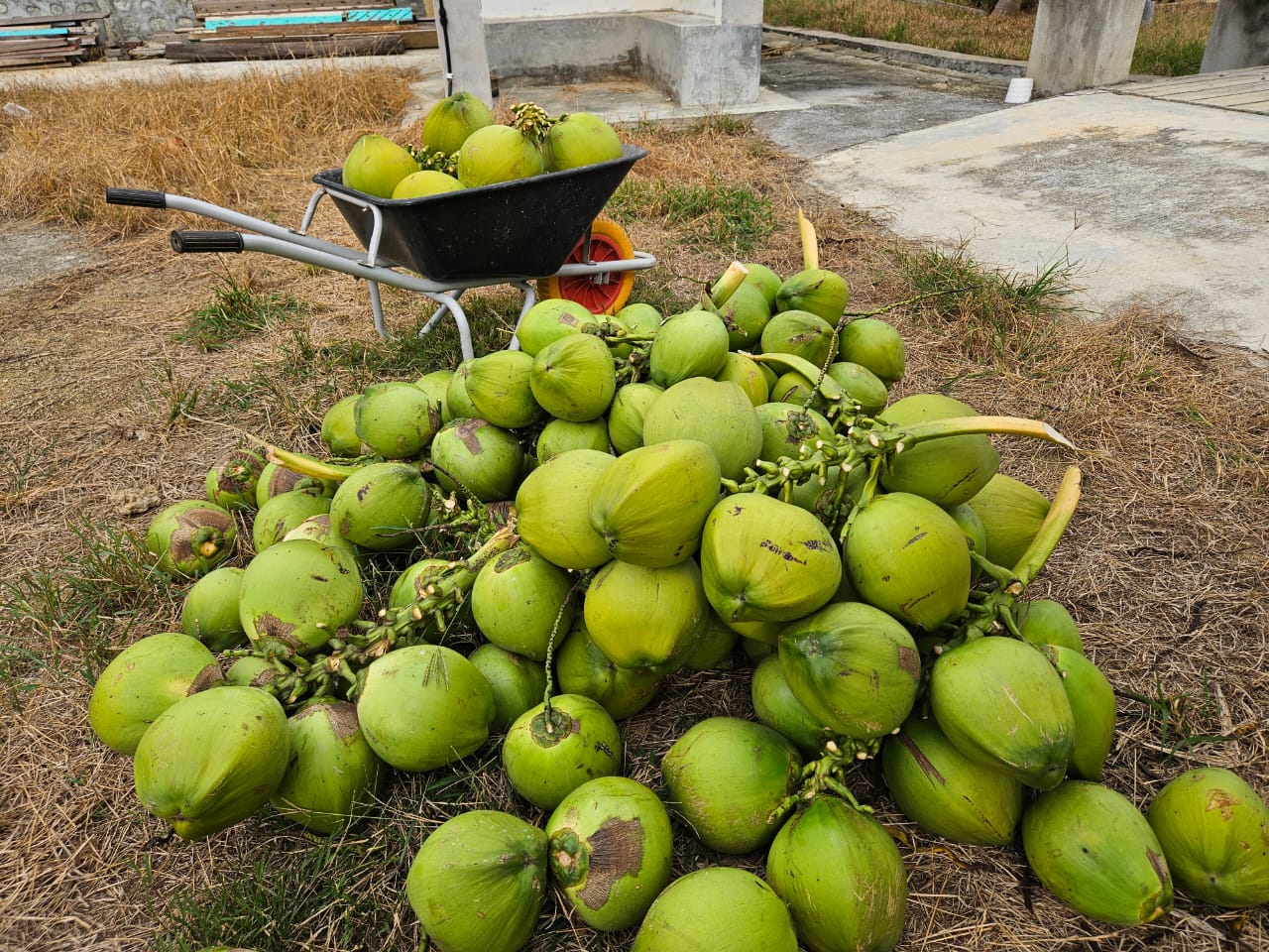 Fresh Coconuts